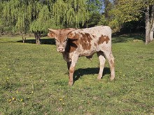 Frosty x Fifty Cal. Steer