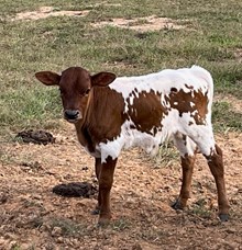 Bull Calf ( Mayhem X Rustic Double Down)